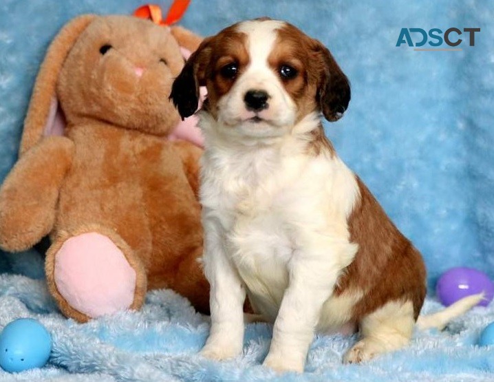 English Springer Spaniel Pups For Sale