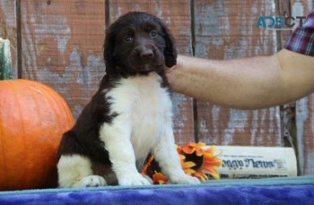 English Springer Spaniel Pups For Sale