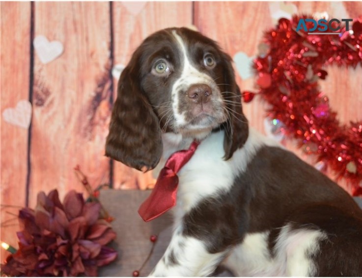 English Springer Spaniel Pups For Sale