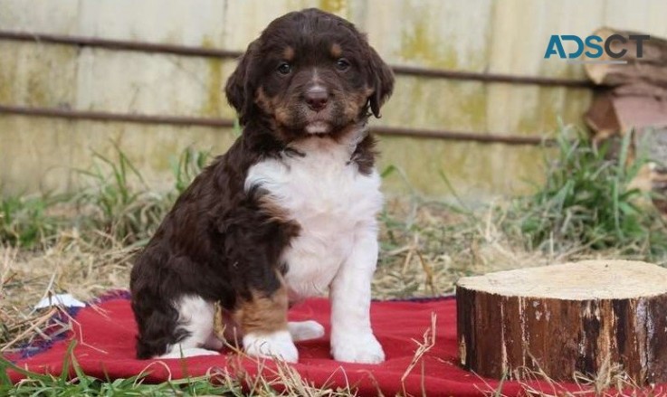 English Springer Spaniel Pups For Sale