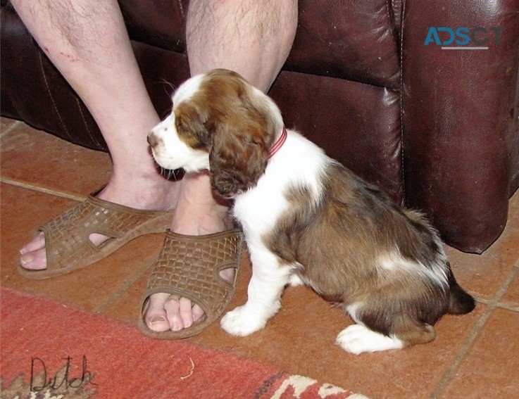 English Springer Spaniel Pups For Sale