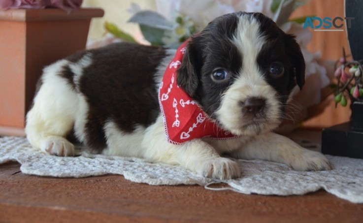 English Springer Spaniel Pups For Sale