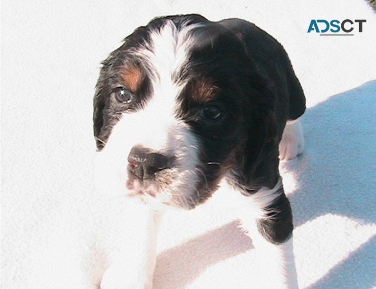 English Springer Spaniel Pups For Sale