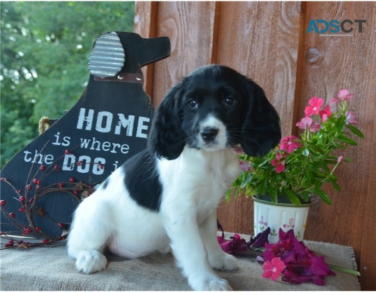 English Springer Spaniel Pups For Sale