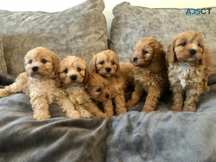 Gorgeous Cavapoo  puppies