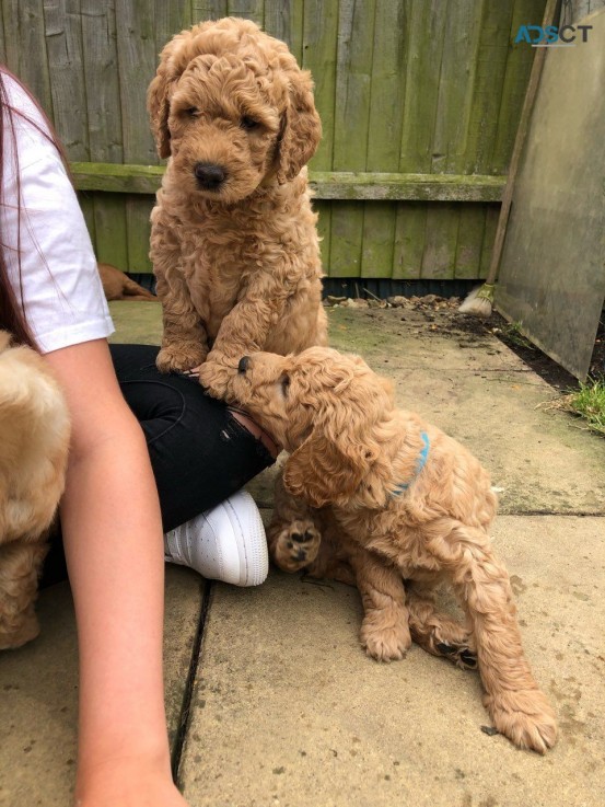 Super Adorable Labradoodle Puppies