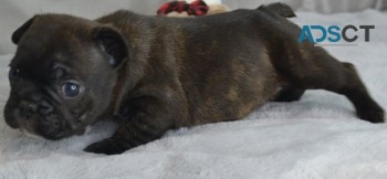 French Bulldog puppies for sale 