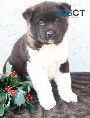 Akita puppies for sale