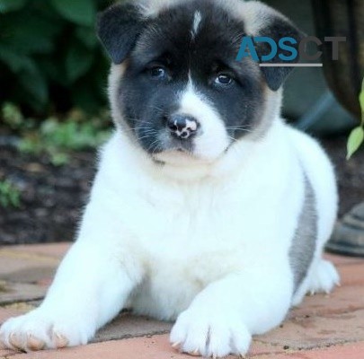 Akita puppies for sale