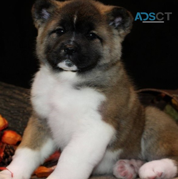 Akita puppies for sale