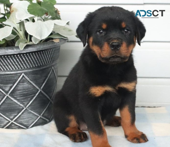  Rottweiler puppies for sale