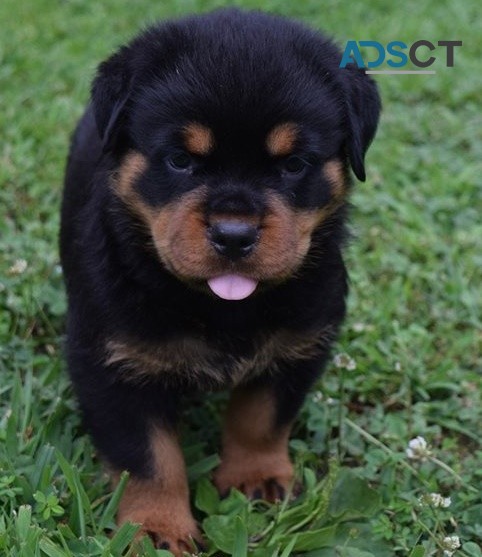  Rottweiler puppies for sale