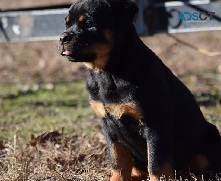  Rottweiler puppies for sale