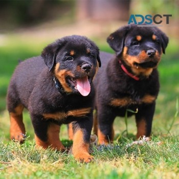 Rottweiler puppies for sale