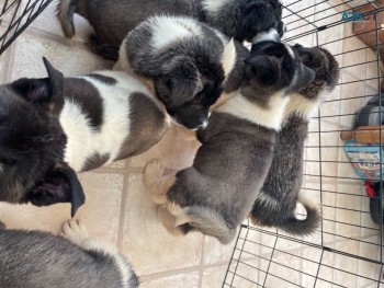 AKITA PUPPIES LOOKING FOR A LOVELY HOME