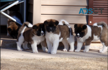 AKITA PUPPIES LOOKING FOR A LOVELY HOME