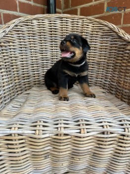  Rottweiler Puppies Available Now to go