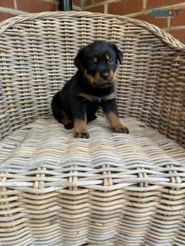  Rottweiler Puppies Available Now to go