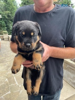  Rottweiler Puppies Available Now to go