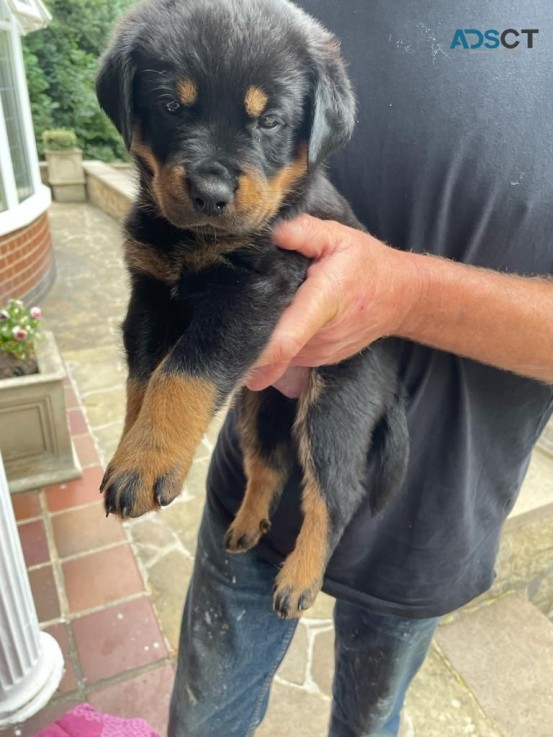  Rottweiler Puppies Available Now to go