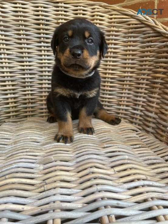  Rottweiler Puppies Available Now to go