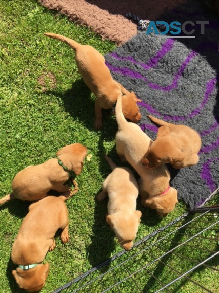 Labrador Pups