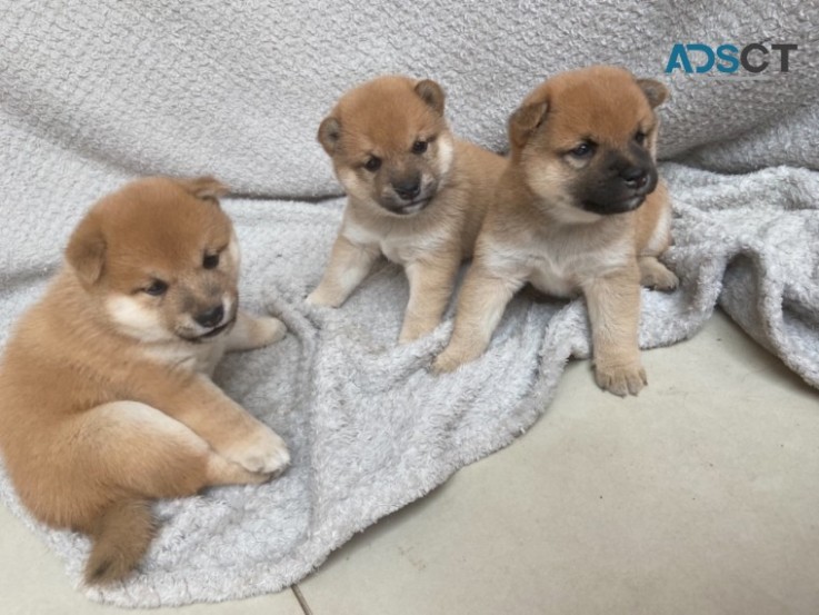  Japanese Shiba Inu Pups