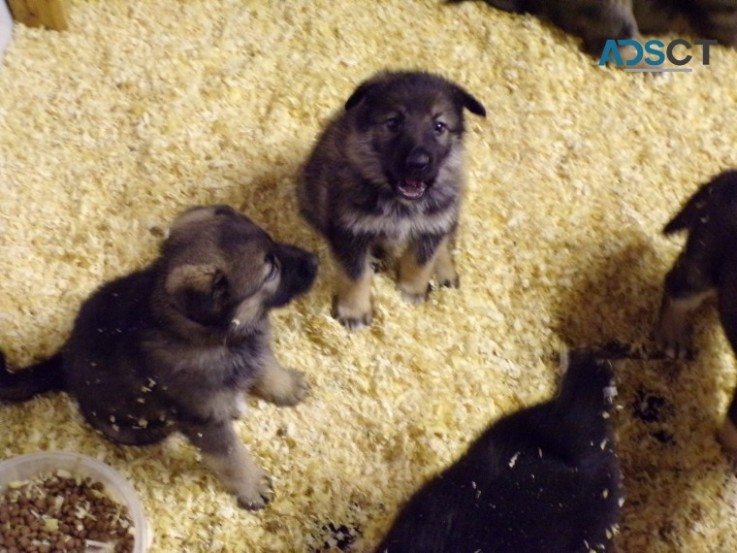 German Shepherd Puppies