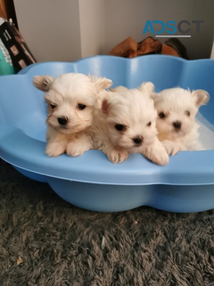 Gorgeous Maltese Puppies