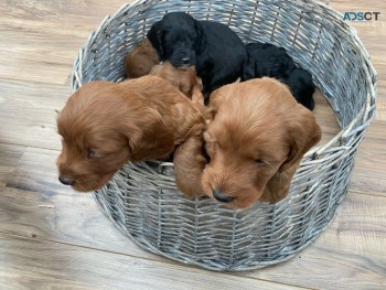 Cavapoo puppies 