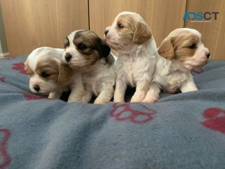 Cavalier King Charles Spaniel 