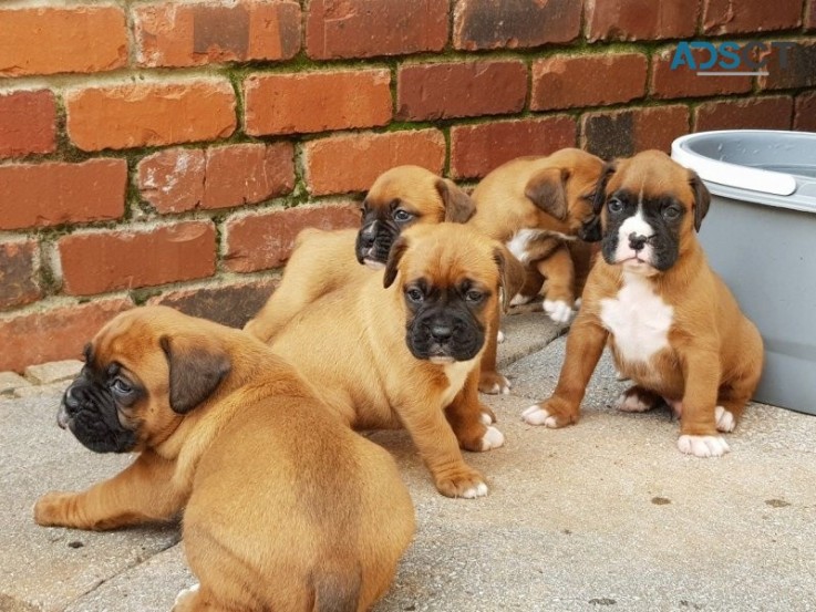 Boxer  puppies 