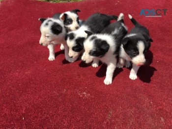  Border Collie Pups