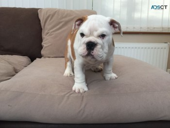 English bulldog puppies