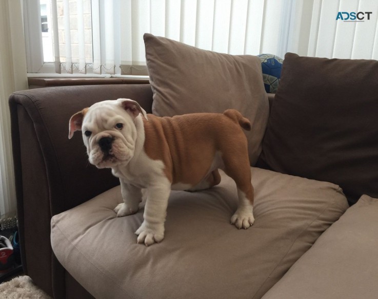 English bulldog puppies