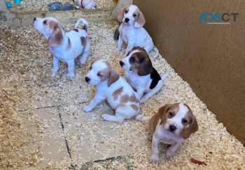  Beagle Puppies