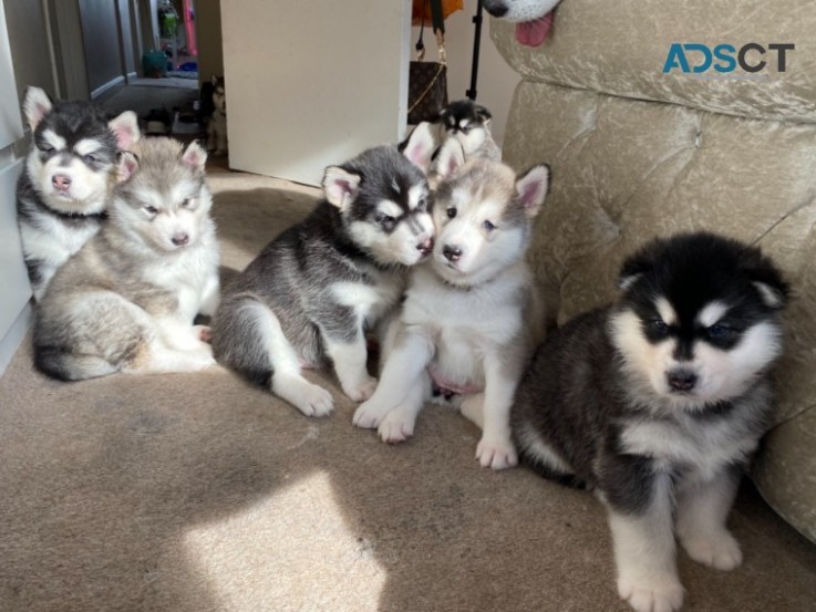 Alaskan Malamute Pups.