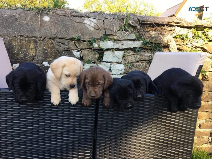 Pedigree Labrador Puppies