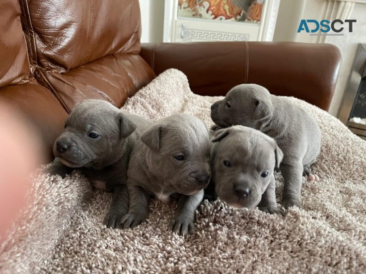 Blue Staffordshire Bull Terrier Pups