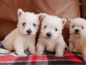 Stunning West Highland Terrier Puppies