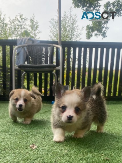 Beautiful Pembroke Corgi Puppies