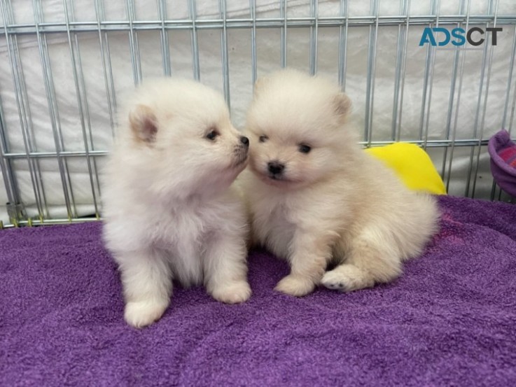 Pomeranian  puppies 