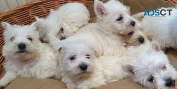 West Highland Terrier Puppies 