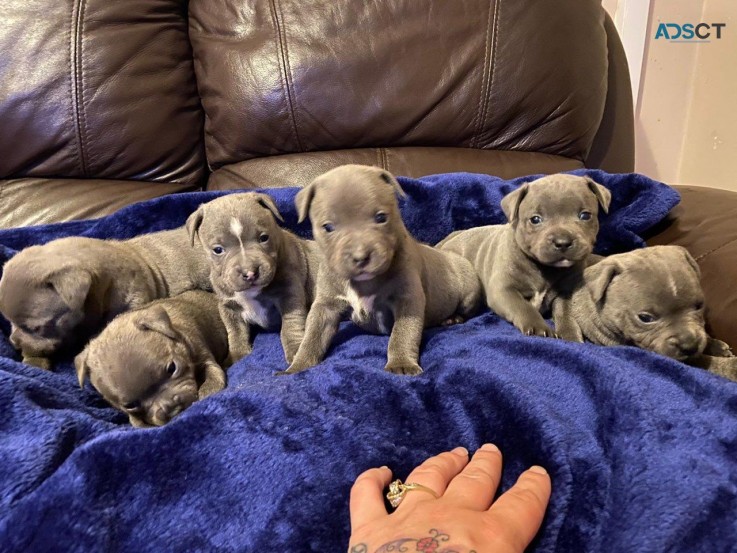 Blue Staffordshire Bull Terriers