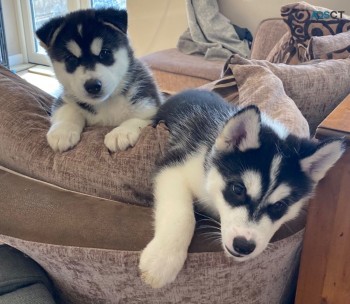 Siberian Husky Puppies