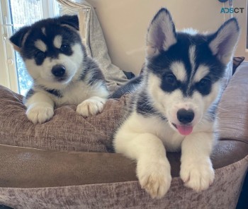 Siberian Husky Puppies