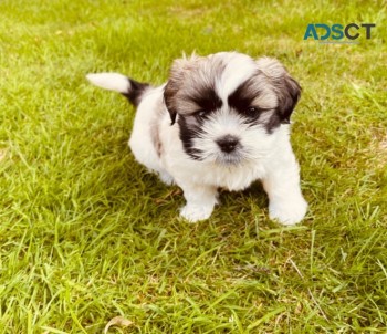 Lovely Shih-tzu Puppies