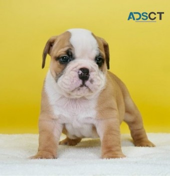 English Bulldog  Puppies