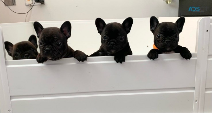 French Bulldogs puppies