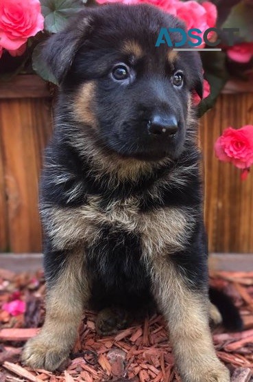 German Shepherd puppies for sale